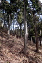 八溝杉の立木の画像